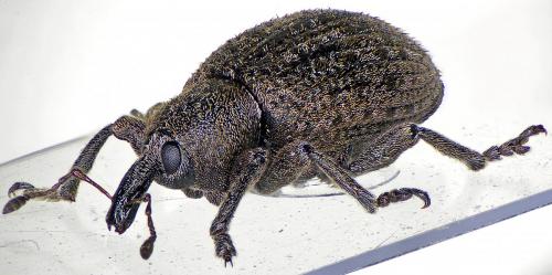 Réf. 194 673 : Hypera pandellei